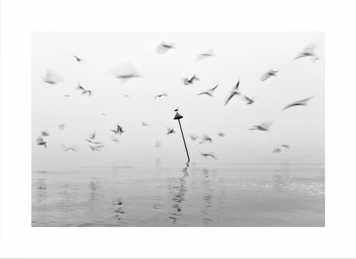 Flock of Blurreds Print
