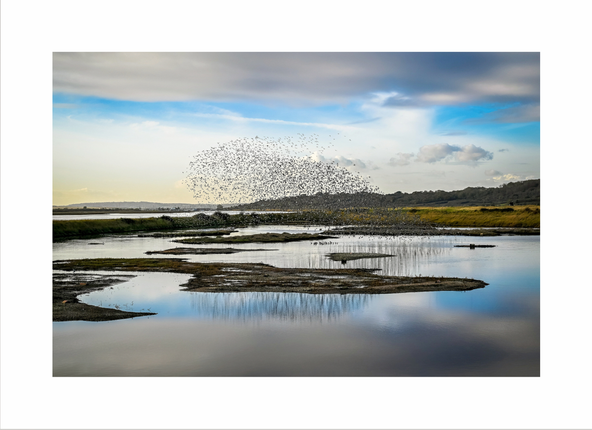 Murmuration over the Lagoon Print