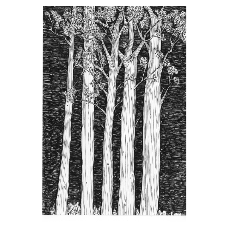Dark Pines Print