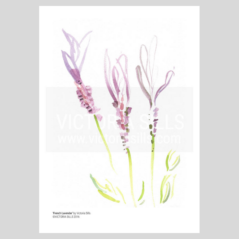 French Lavender Giclée Print