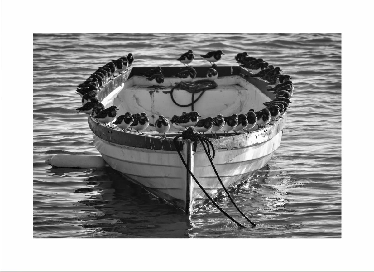 Birds on a Boat Print