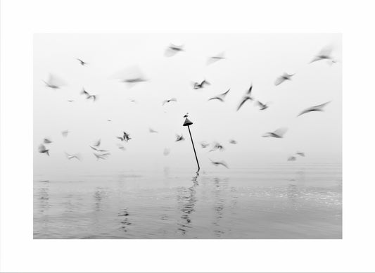 Flock of Blurreds Print