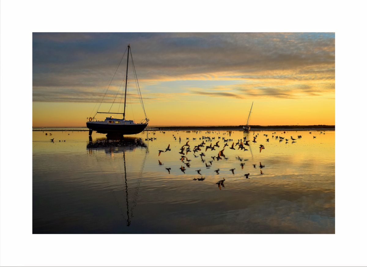 Turnstones at Dusk Print