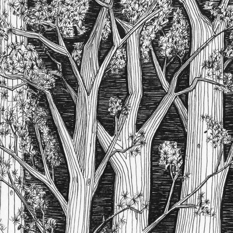 Dark Pines Print