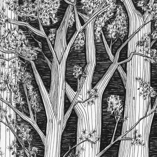 Dark Pines Print