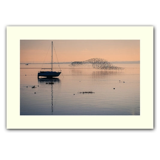 Murmuration print